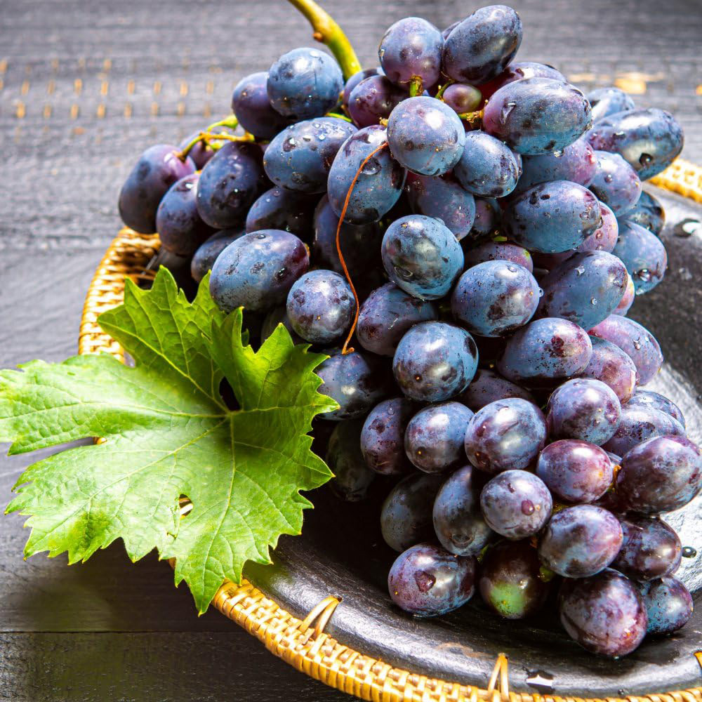 Thompson and Morgan Grape Vitis Muscat Hamburg Plant Pot 3L Image 3