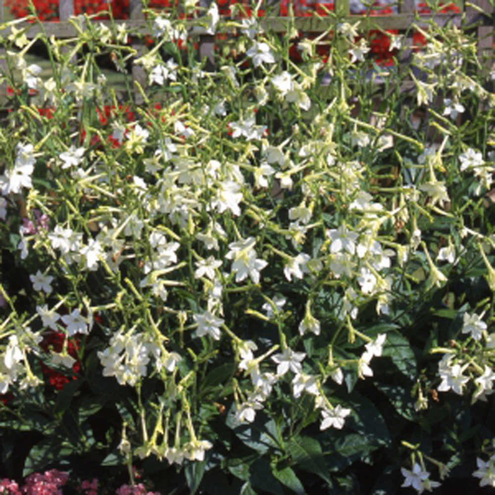 Thompson and Morgan Nicotiana Affinis Garden Ready Plant 30 Pack Image 3