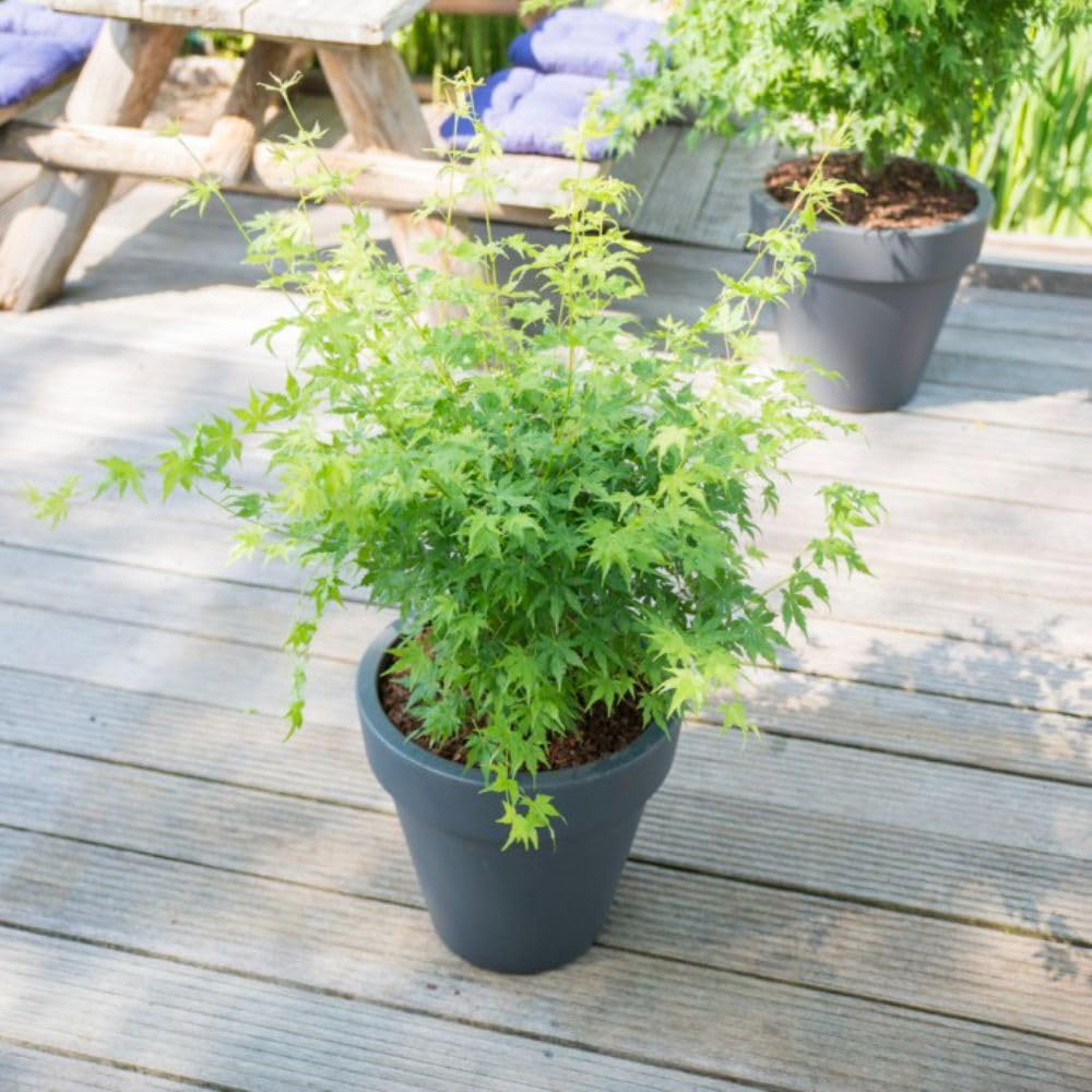 Thompson and Morgan Acer Palmatum Going Green Plant Pot 3L Image 3