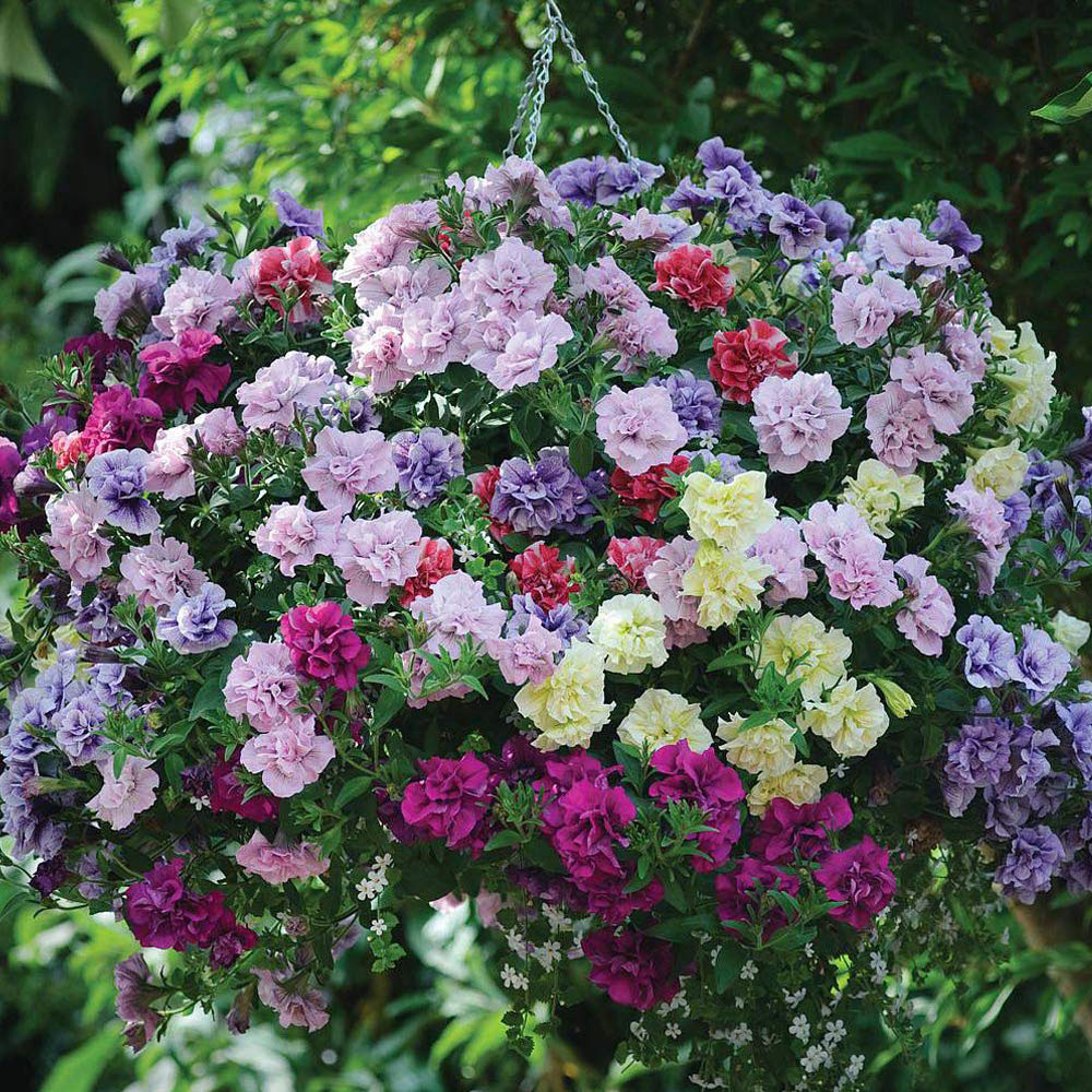 Thompson and Morgan Petunia Frills and Spills Preplanted Hanging Basket 25cm 2 Pack Image 6