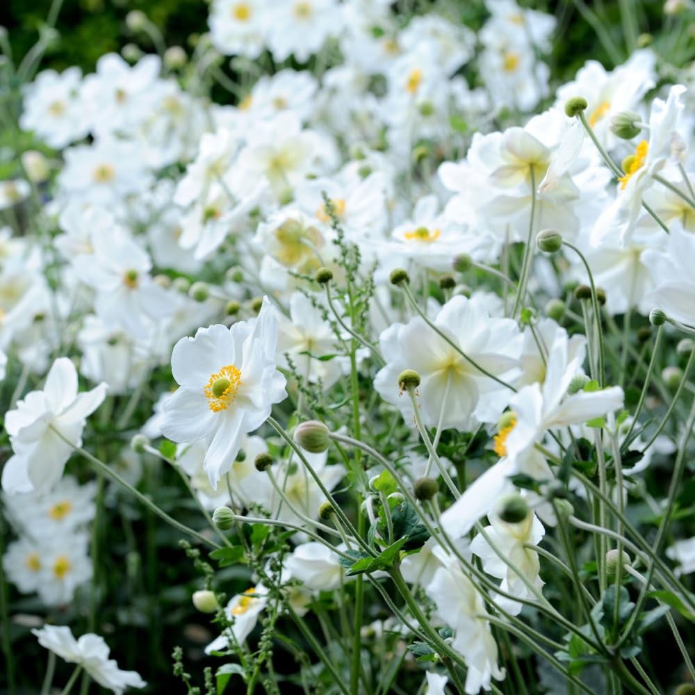 Thompson and Morgan Anemone Honrine Jobert Plant Pot 3L 3 Pack Image 5