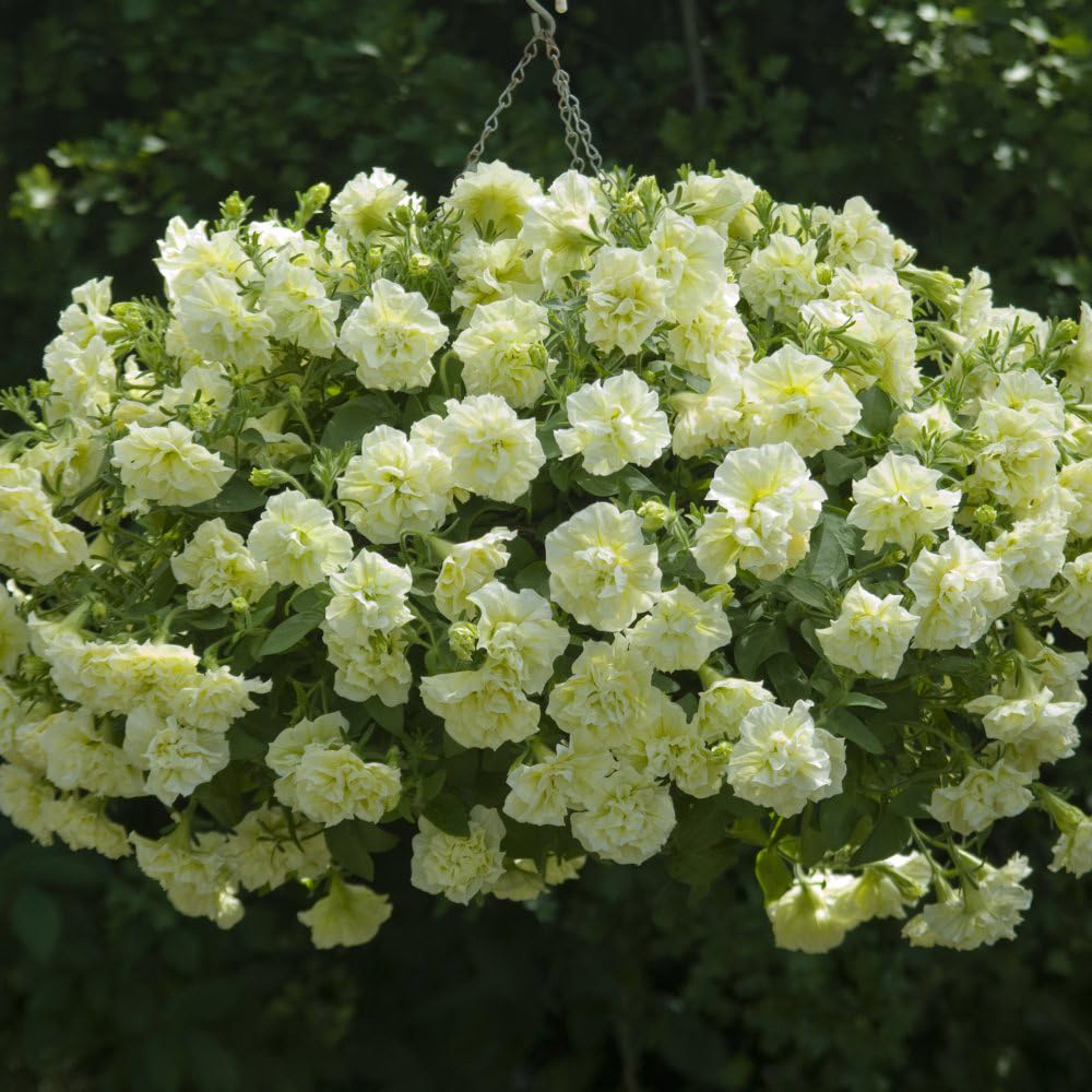 Thompson and Morgan Petunia Tumbelina Frills and Spills Susanna Postiplug Plant 20 Pack Image 3