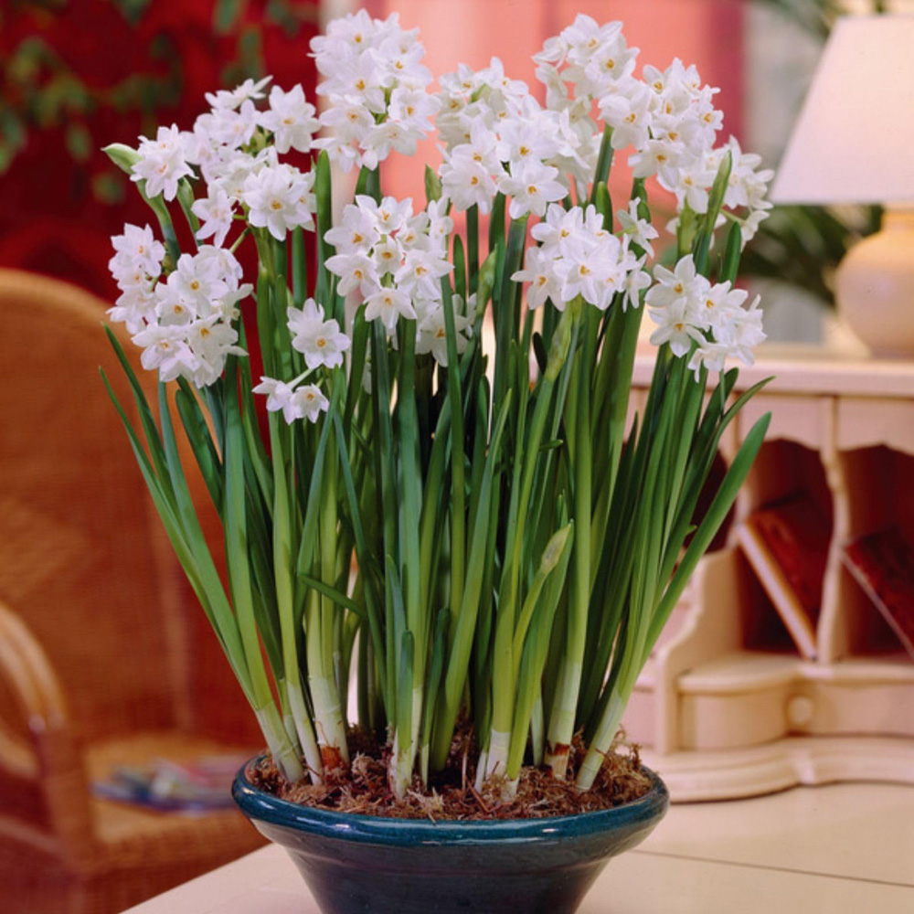 Thompson and Morgan Christmas Gift Narcissus Paperwhites Plant Pot 12cm 2 Pack Image 2