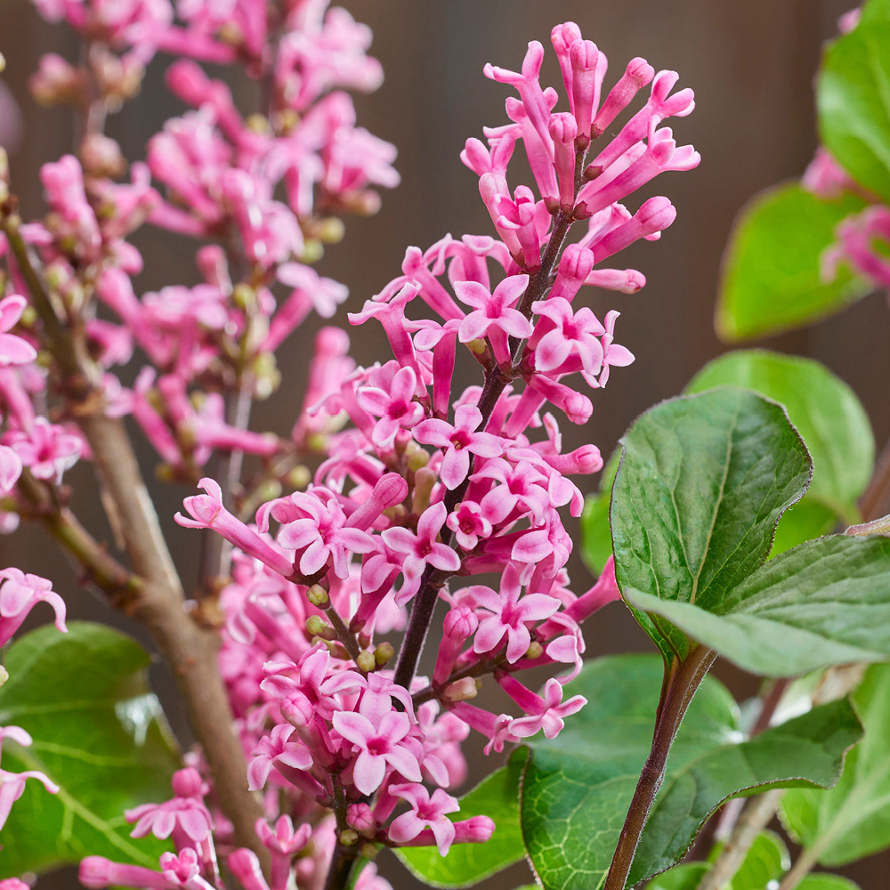 YouGarden Standard Lilac Syringa Meyeri Little Rosie Plant Pot 3L 2 Pack Image 3