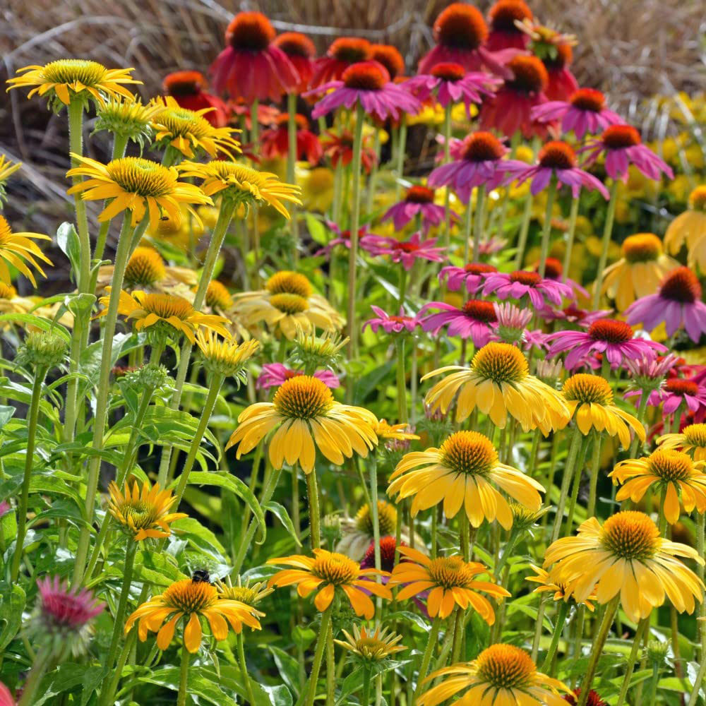 Thompson and Morgan Echinacea Pow Wow Mixed Garden Ready Plant 30 Pack Image 4