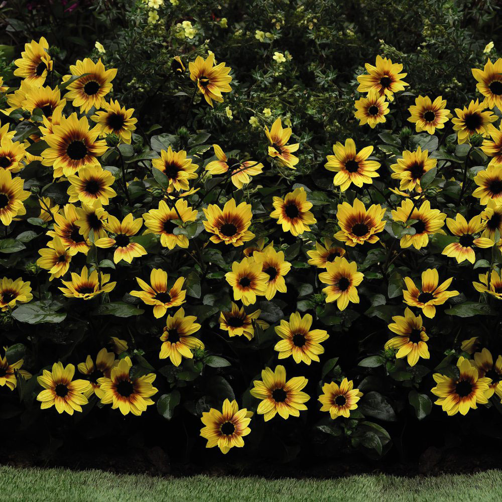 Thompson and Morgan Sunflower SunBelievable Brown Eyed Girl Plant Pot 3L Image 4