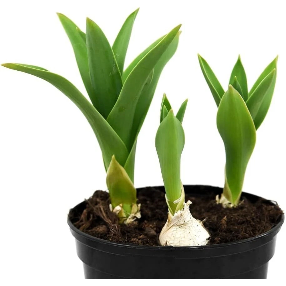 Thompson and Morgan Allium Schubertii Planting Bulb 12 Pack Image 4