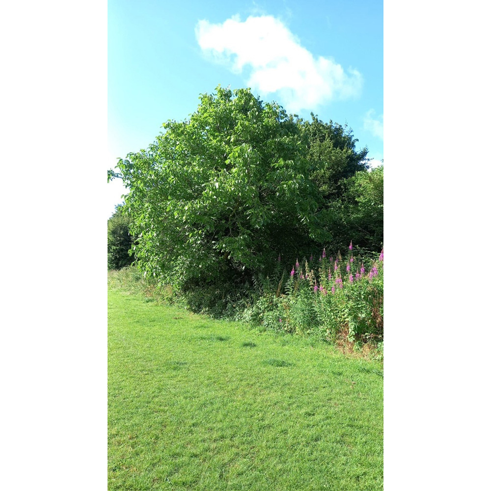 Inspirational Gifting Walnut Hedge Plant Sapling 40-60cm 5 Pack Image 4