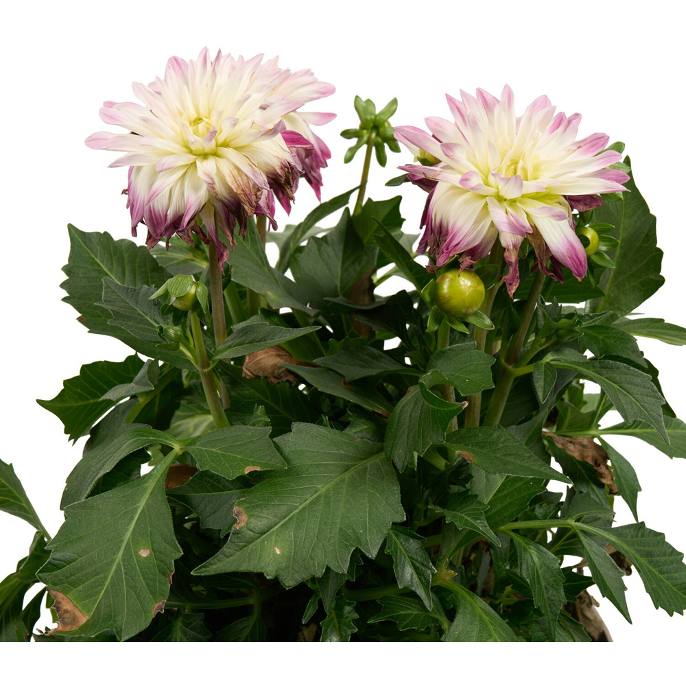 Dahlia XXL Mixed Plant Image 4