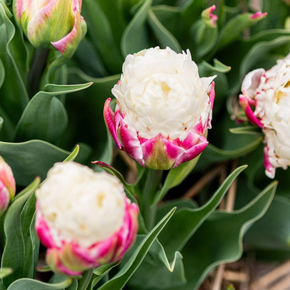 Thompson and Morgan Tulip Ice Cream Planting Blub 5 Pack Image 3