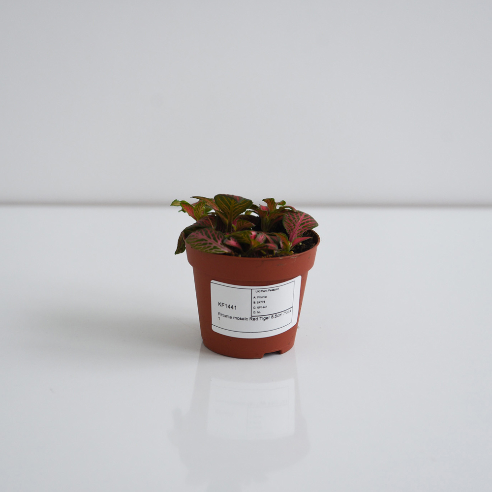 Thompson and Morgan Fittonia Mosaic Red Tiger Plant Pot 8.5cm Image 4