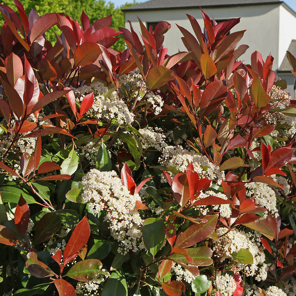 YouGarden Photinia Red Robin Hedging Plant in Pot 9cm 12 Pack Image 2