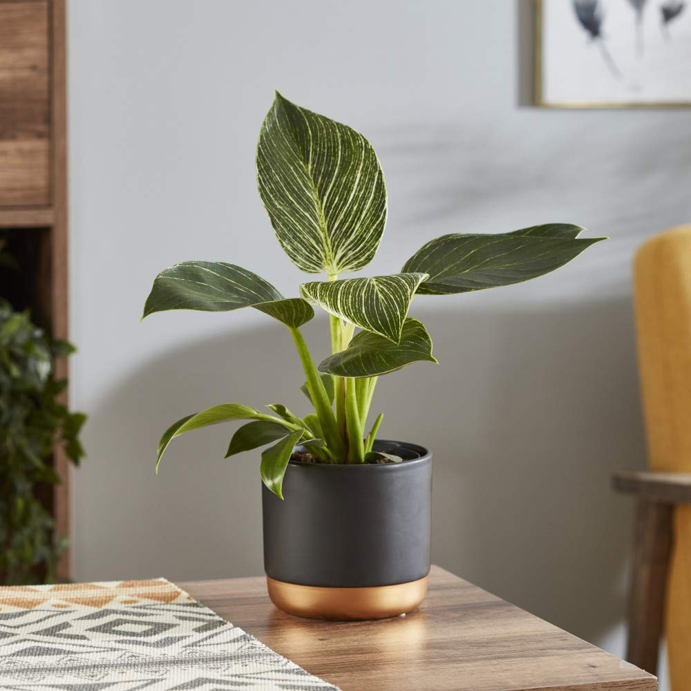 Thompson & Morgan Philodendron White Measure Potted Plant 11cm Image 4