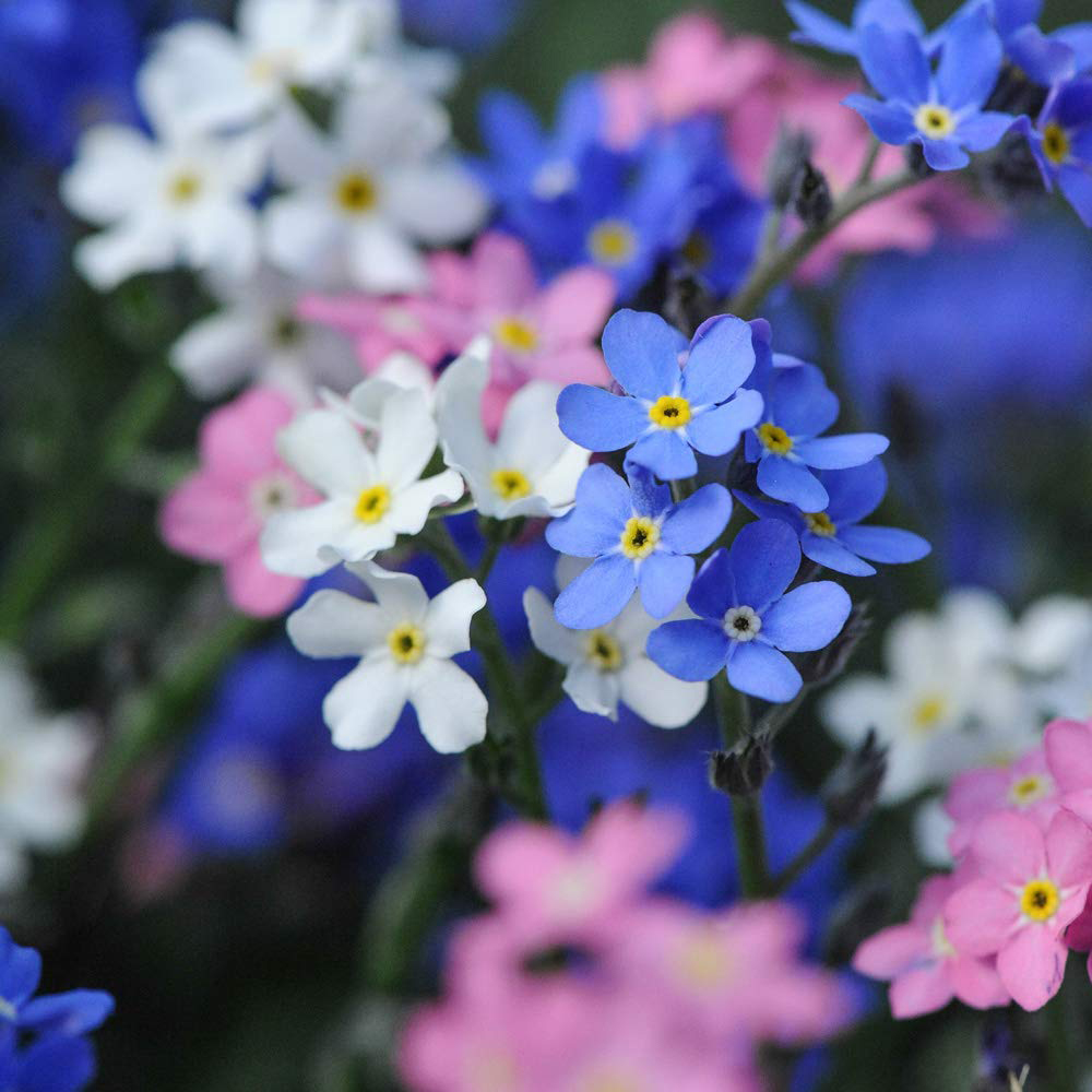 Thompson and Morgan Myosotis Forget Me Not Garden Ready Plant 30 Pack Image 2