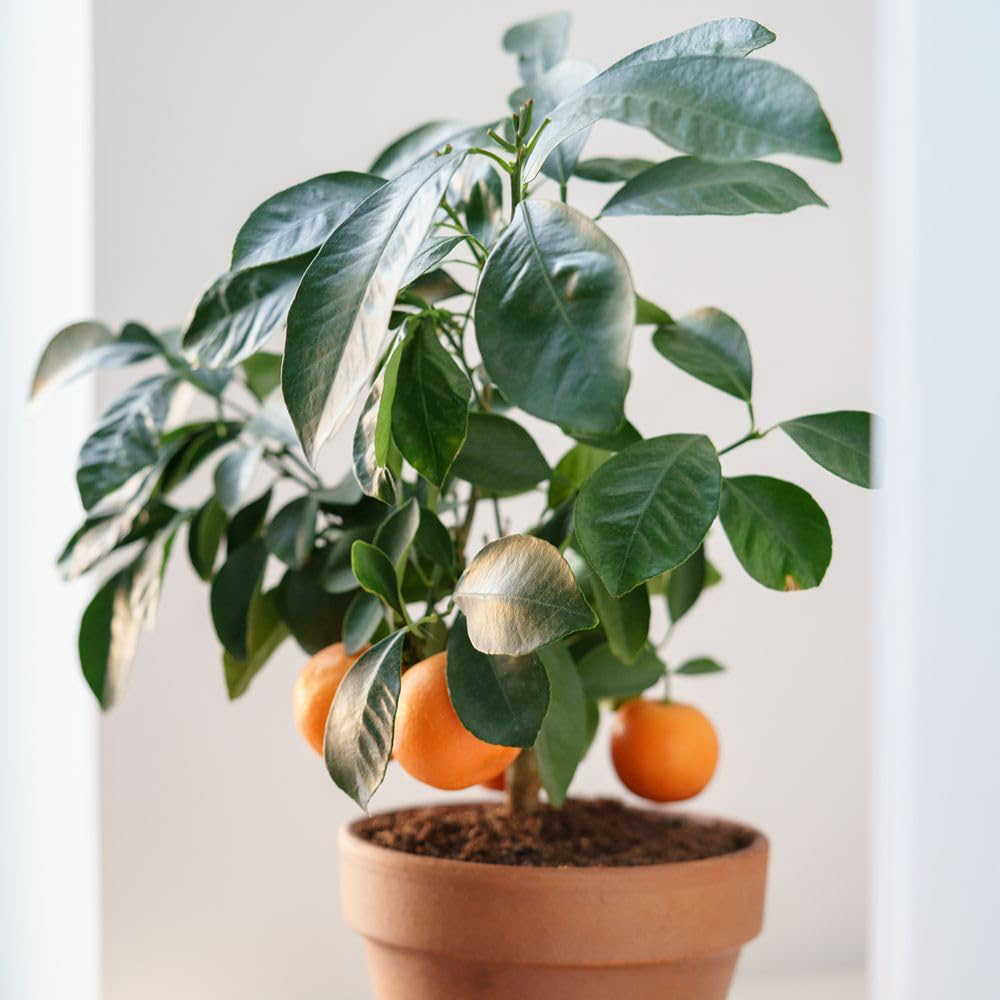 Thompson and Morgan Mediterranean Fruit Collection Plant Pot 8 Pack Image 4