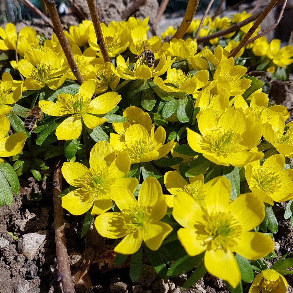 Thompson and Morgan Aconite Winter Planting Bulb 20 Pack Image 3
