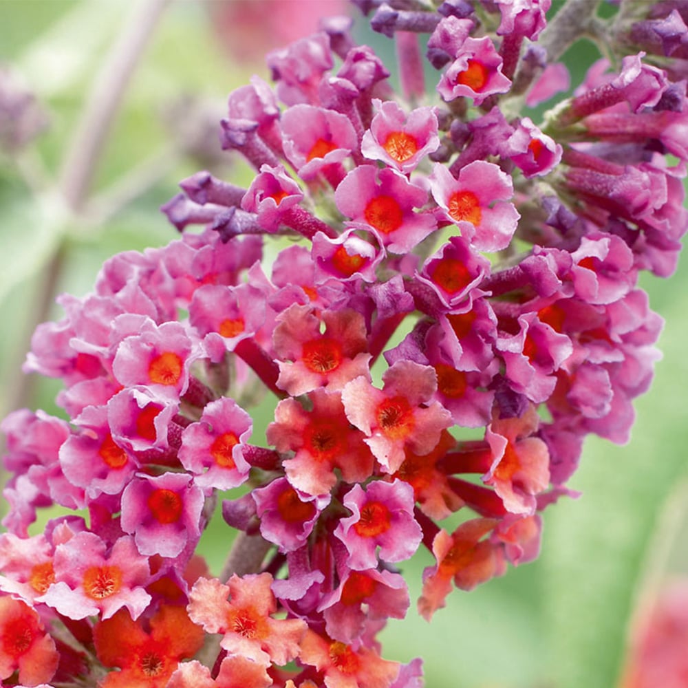 Thompson and Morgan Buddleja Flower Power Plant Pot 2L 2 Pack Image 2