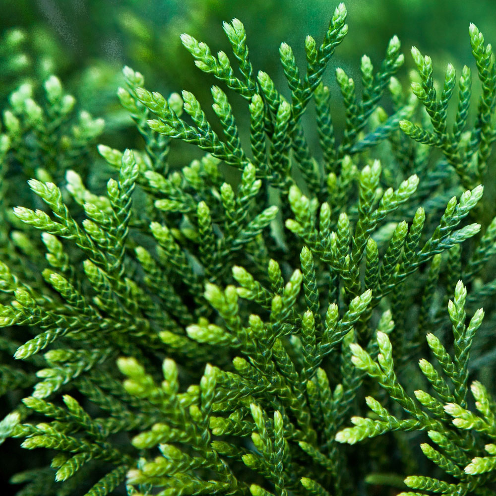 Thompson and Morgan Thuja Plicata Can Can Potted Plant 9cm Image 1