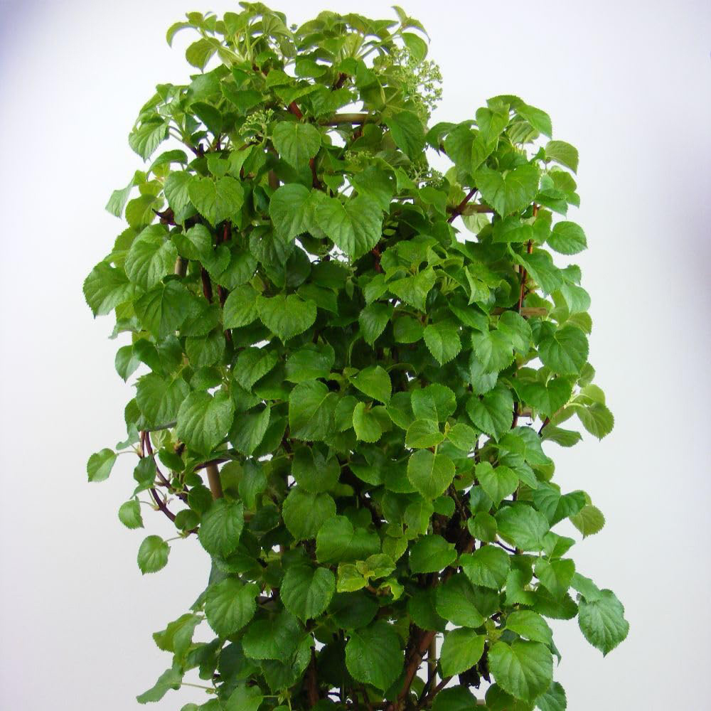 Thompson and Morgan Hydrangea Anomala Petiolaris Plant in Pot 18L Image 4