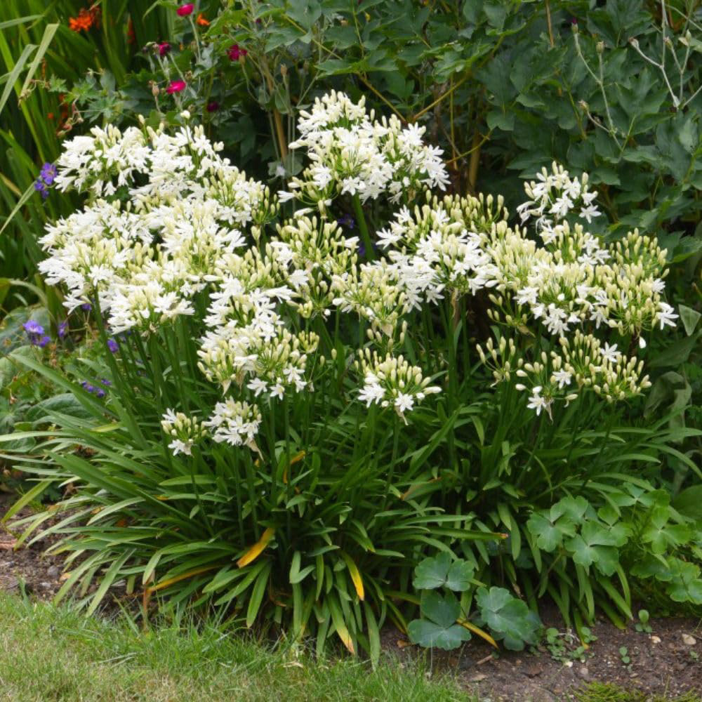 Thompson and Morgan Agapanthus Ever Duo Plant Pot 9cm 2 Pack Image 4