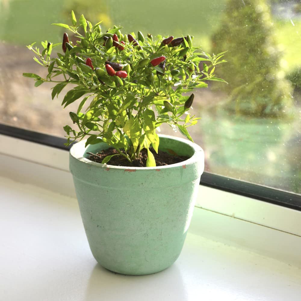 Thompson & Morgan Pepper Chilli Windowsill Fiery Flames Potted Plant 13cm Image 2