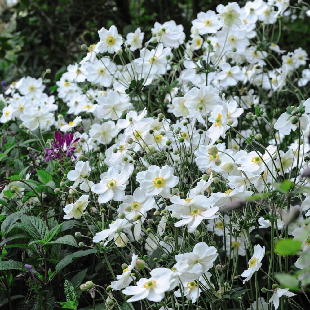 Thompson and Morgan Anemone Honrine Jobert Plant Pot 3L 3 Pack Image 2