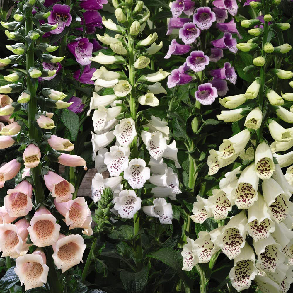 Thompson and Morgan Digitalis Dalmatian Mix Plant Pot 9cm 3 Pack Image 3