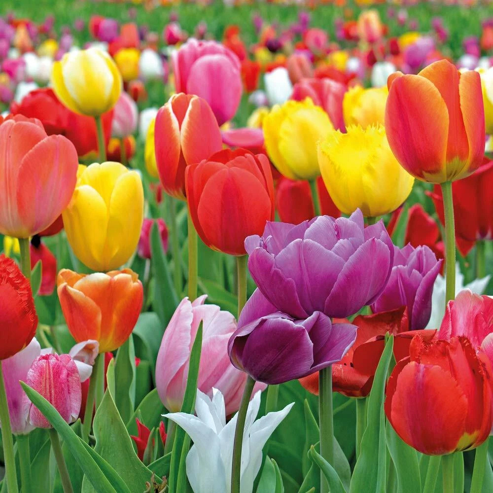 Thompson and Morgan Tulip Majestic Mixed Planting Bulb 40 Pack Image 2