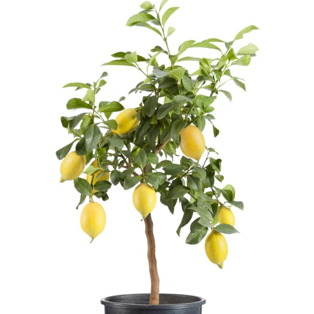 Thompson & Morgan Citrus Meyer Lemon Potted Plant Image 2