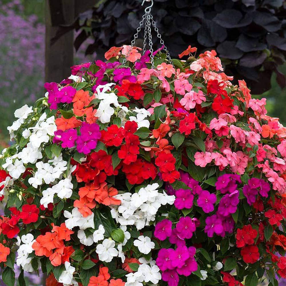 Thompson and Morgan Impatiens Busy Lizzie Beacon Mix Plant Plug 36 Pack Image 3