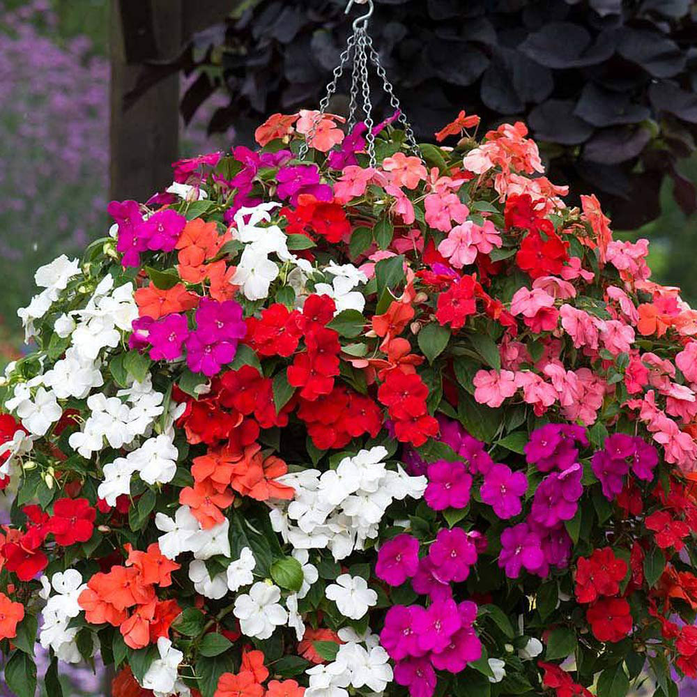 Thompson and Morgan Impatiens Busy Lizzie Beacon Mix Plant Plug 72 Pack Image 3