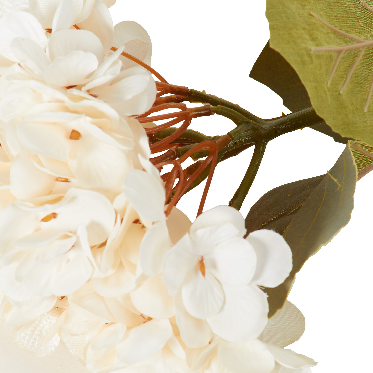 Hydrangea Stem Image 8