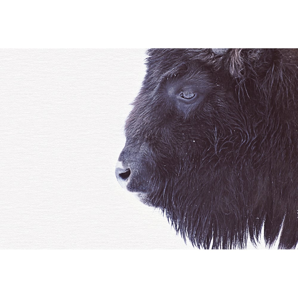 A.S Creation Black Buffalo Digital Mural Image 2