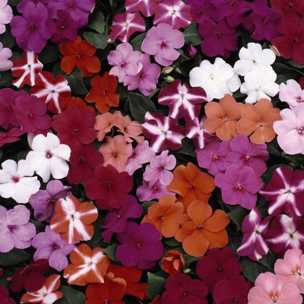 Thompson and Morgan Container Collection Mixed Plant Plug 24 Pack Image 2