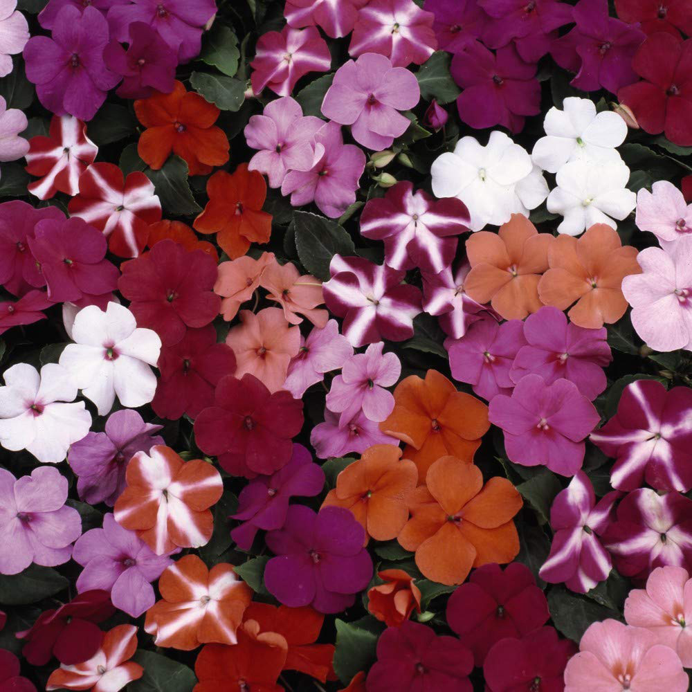 Thompson and Morgan Container Collection Mixed Plant Plug 72 Pack Image 2