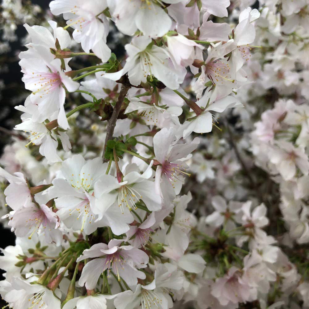 Thompson and Morgan Prunus Incisa Kojou-No-Mai Potted Plant 2 Pack Image 4