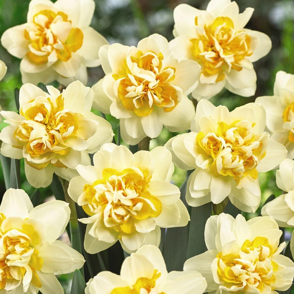 Thompson and Morgan Daffodil Peach Cobbler Planting Bulb 32 Pack Image 4