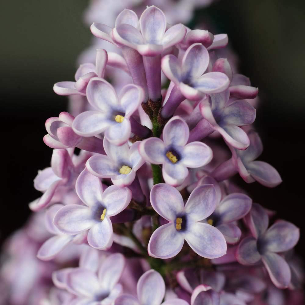 Thompson and Morgan Syringa vulgaris Katherine Havemeyer Plant Pot 9cm Image 4