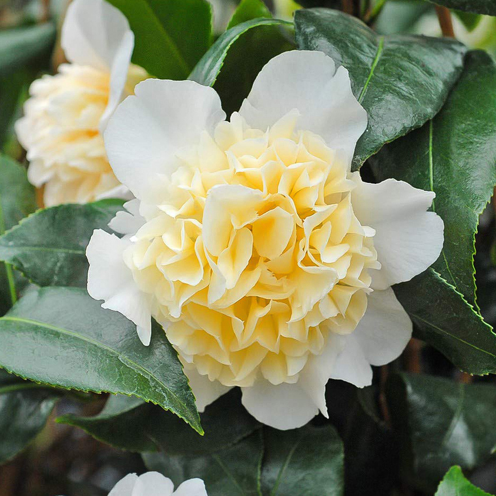 Thompson and Morgan Camellia Collection Plant Pot 9cm 3 Pack Image 3