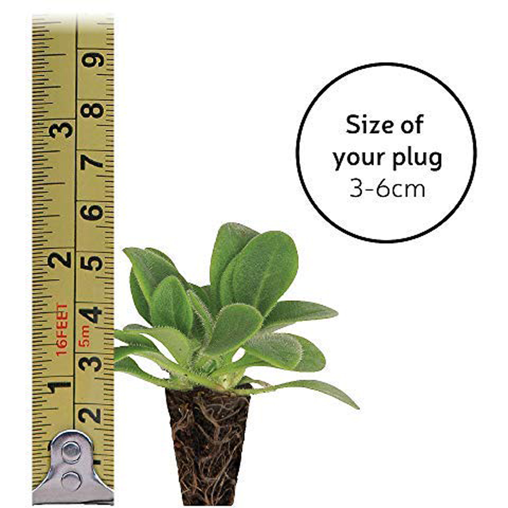 Thompson and Morgan Begonia Nonstop Mixed Plug 72 Pack Image 6