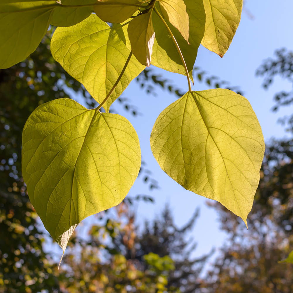 YouGarden Golden Indian Bean Tree Catalpa Bignonioides Aurea Plant Pot 5L Image 3