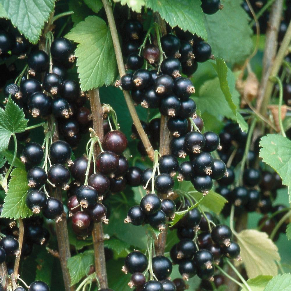 Thompson and Morgan Blackcurrant Ribes Ben Sarek Plant Pot 2L 2 Pack Image 2