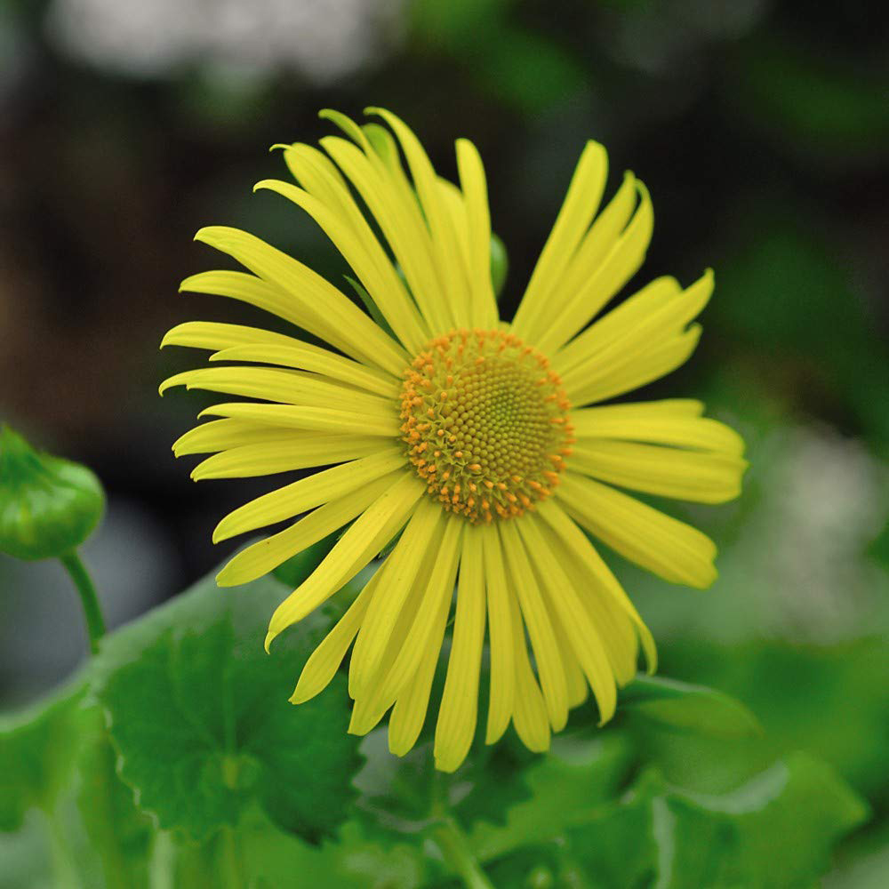 Thompson and Morgan Doronicum Little Leo Plant Plug 12 Pack Image 4