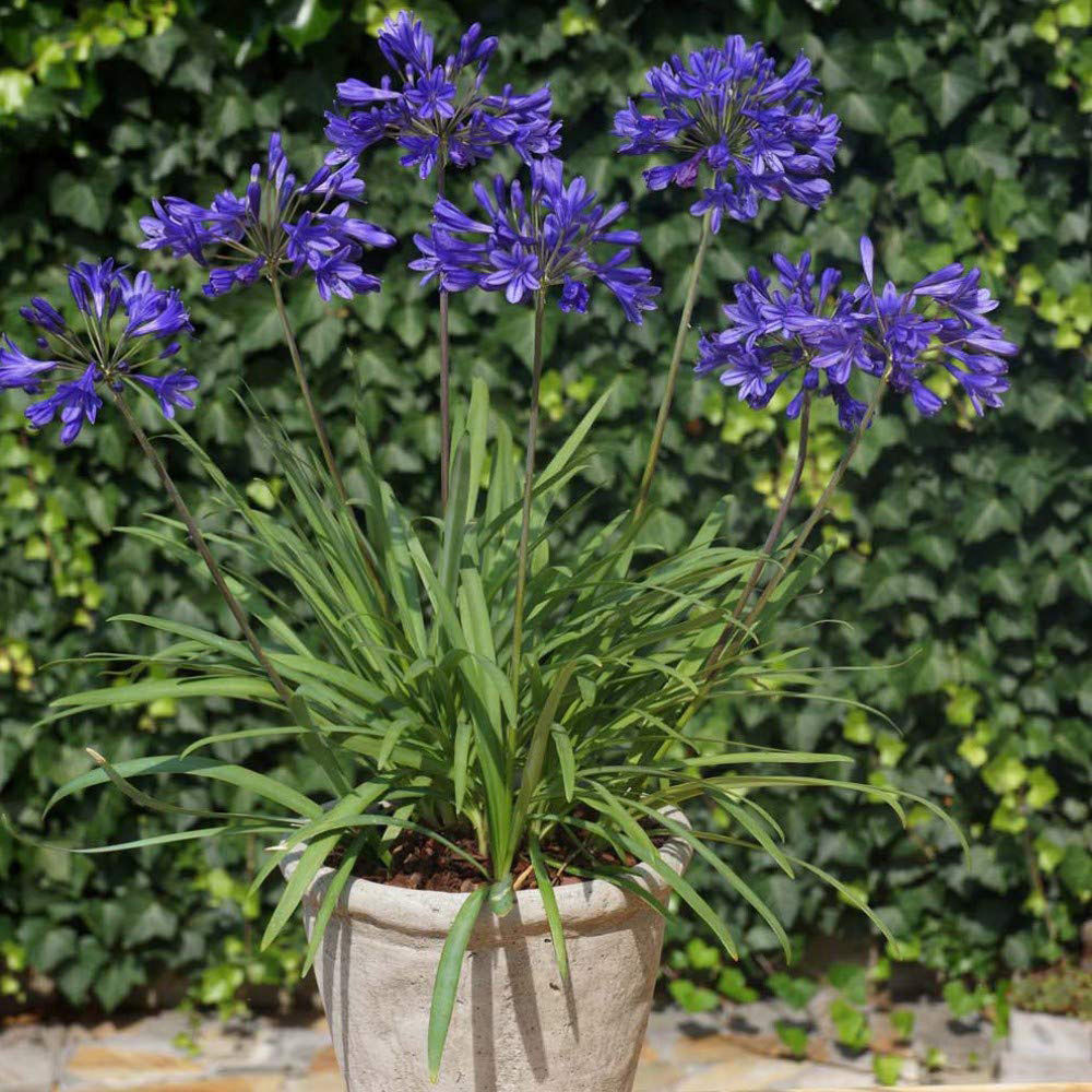 Thompson and Morgan Agapanthus Brilliant Blue Plant Pot 3L 3 Pack Image 3