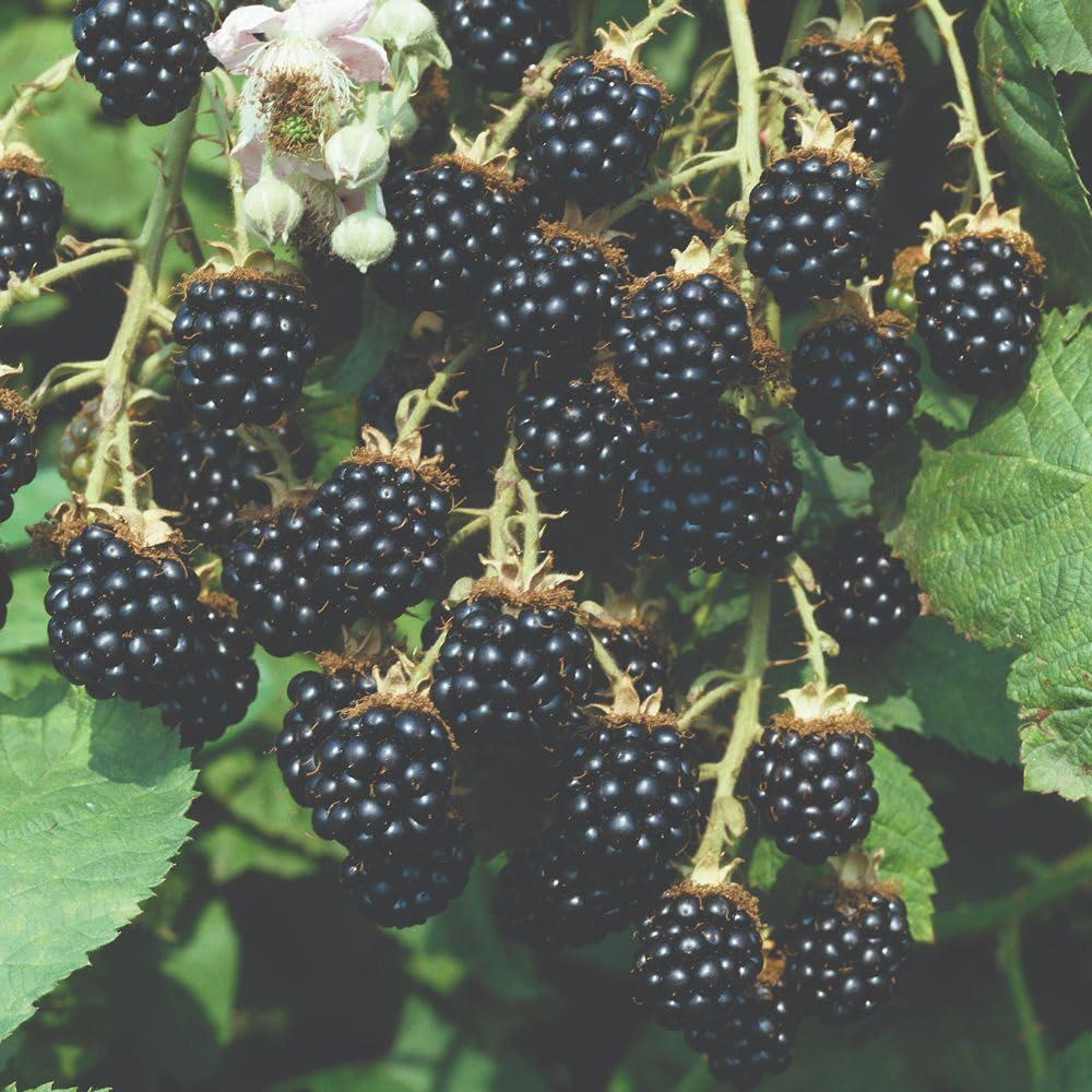 Thompson and Morgan Blackberry Loch Ness Plant Pot 2L 2 Pack Image 3