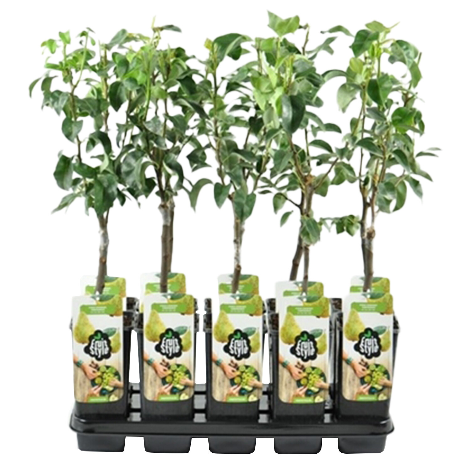 Pyrus communis 'Conference' Pear Tree Image