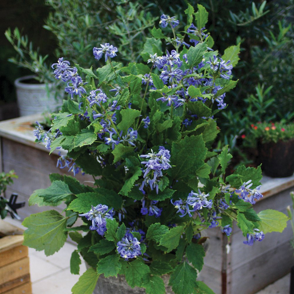 Thompson and Morgan Clematis New Love Potted Plant 7cm Image 4