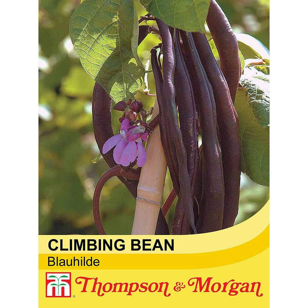 Thompson & Morgan Climbing Bean Blauhilde 70 Seeds Packet Image 2