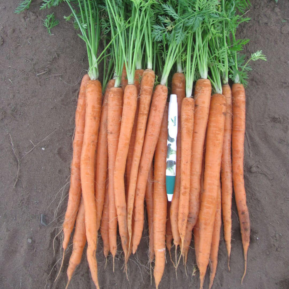 Thompson and Morgan Carrot Daucus Carota Excalibur F1 Seed Packet Image 2