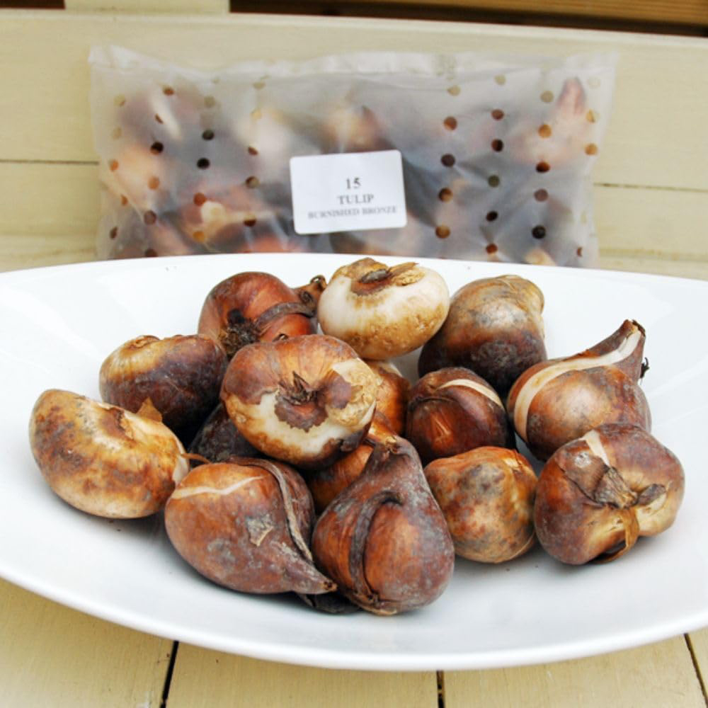 Thompson and Morgan Tulip Container Bulb Collection 48 Pack Image 6